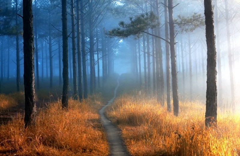 Những khuôn hình đầy chất thơ Đà Lạt nhung khuon hinh day chat tho da lat