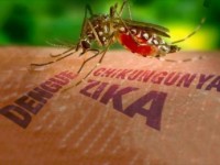 xac nhan truong hop nhiem virus zika dau tien tai phu yen