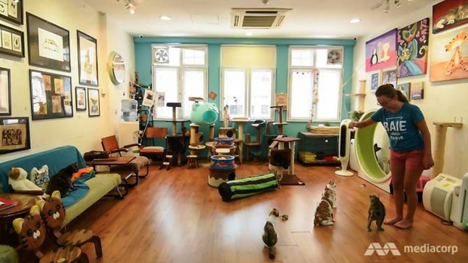 singapore bao tang meo noi tieng sap dong cua vinh vien