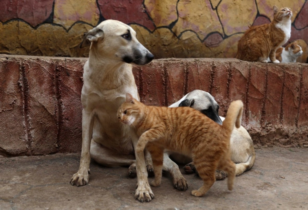 Đừng bỏ rơi thú cưng đã cùng bên bạn trong đại dịch! Đừng bỏ rơi thú cưng đã cùng bên bạn trong đại dịch!