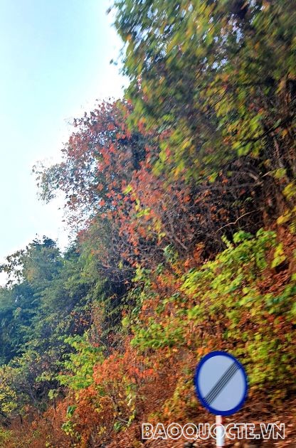 A4 OK - Cây lá đỏ thường gặp trên cung đường Tây Bắc từ Sơn La đến đỉnh đèo Pha Din