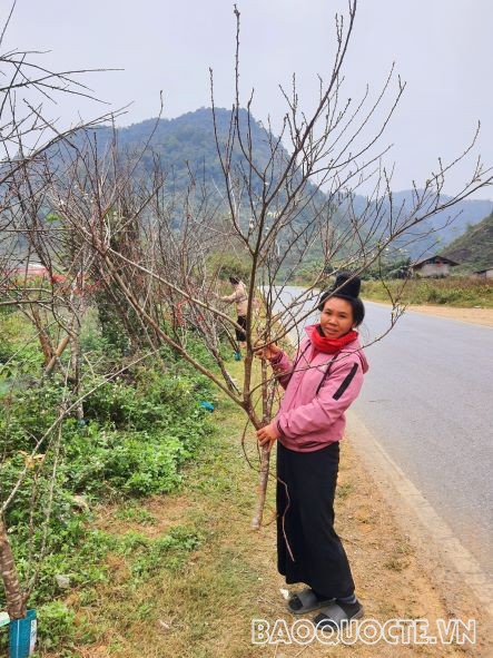 A11- Cô gái  Đường Thương dân tộc Thái đen tại chân núi Pha Din  chuẩn bị những cành Đào đỏ, hoa mận  trắng thu hoạch từ bản để đưa về xuôi dịp Tết Nguyên Đán.