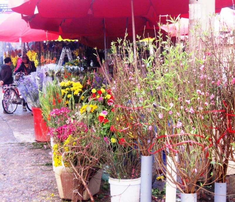 ruc ro sac xuan hoa tu lien ngay tet