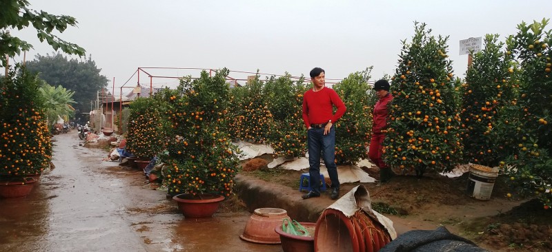 ruc ro sac xuan hoa tu lien ngay tet