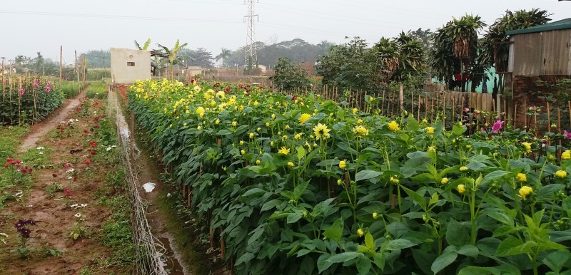 ruc ro sac xuan hoa tu lien ngay tet