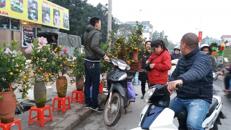 ruc ro sac xuan hoa tu lien ngay tet