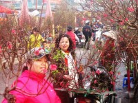 mua hoa phuong vi o thanh pho mang ten bac