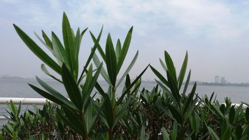 sa c xuan tren con duong lang man nhat thu do