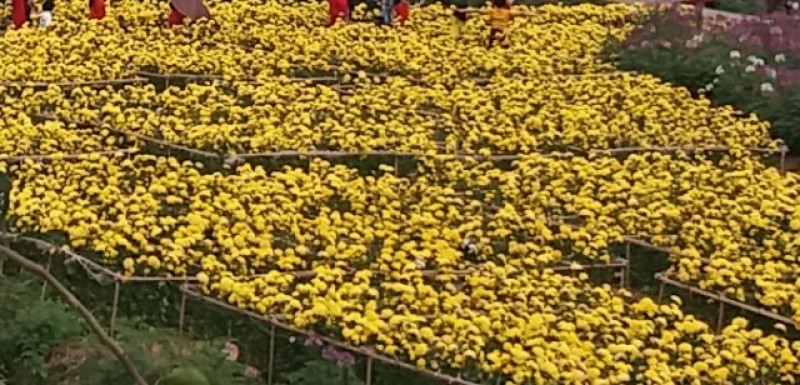 sa c xuan tren con duong lang man nhat thu do