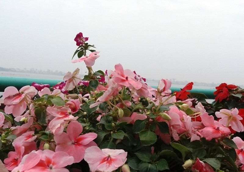 sa c xuan tren con duong lang man nhat thu do