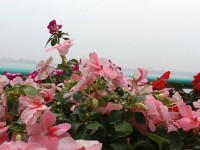 le hoi graffiti tai ha noi