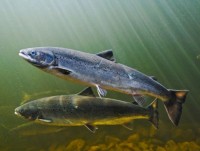 nhan an tu hon ba nam chi vi bat mot con ca nang 50 gam