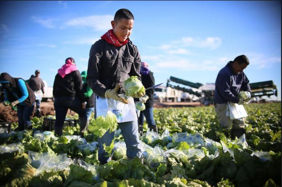 nguoi nhap cu lam cong viec gi o my