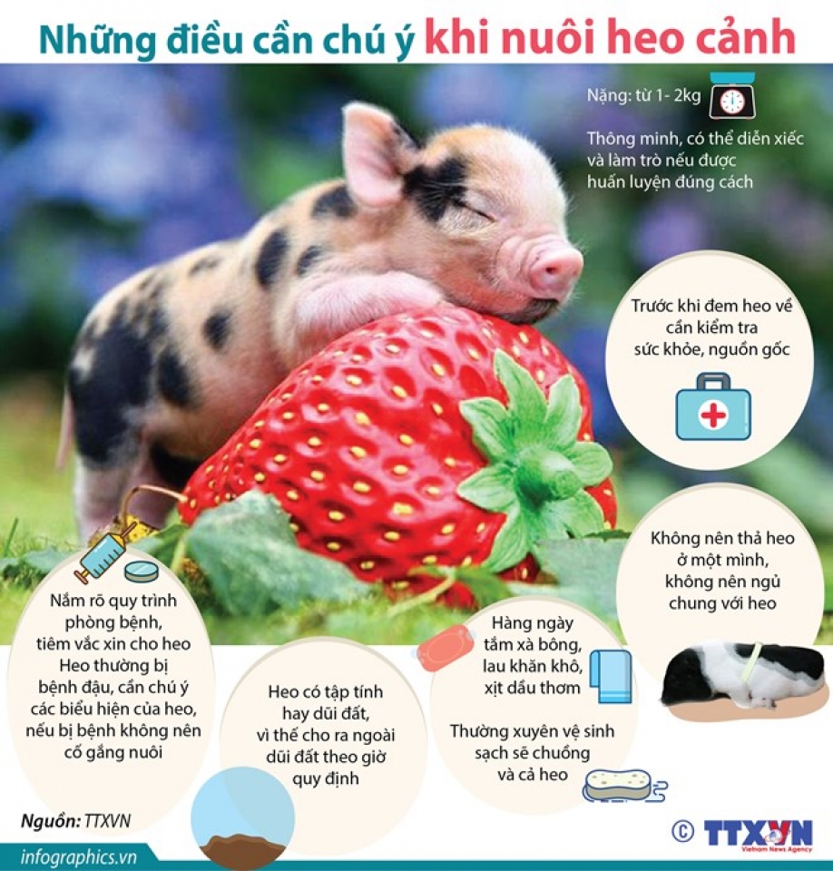 nhung dieu can chu y khi nuoi heo canh