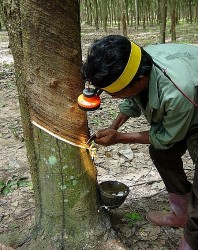 Kỳ vọng mới của ngành cao su Thái Lan