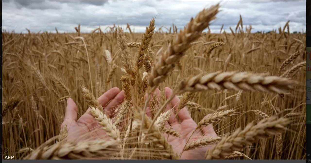 Nỗi lo khan hiếm lương thực thế giới do khủng hoảng Nga-Ukraine .