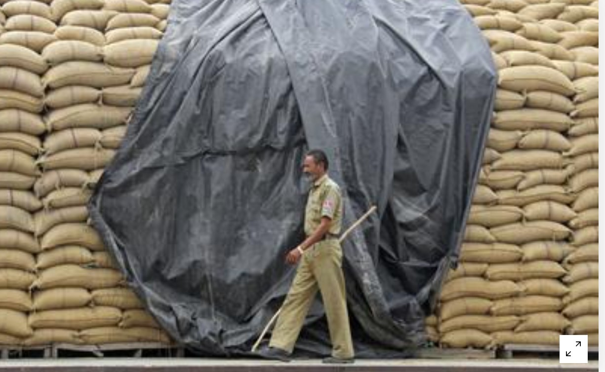 Ấn Độ muốn “lấp” khoảng trống nguồn cung lúa mì do căng thẳng Nga - Ukraine gây ra