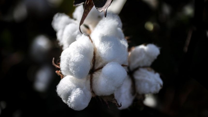 US cotton prices rise to a decade high