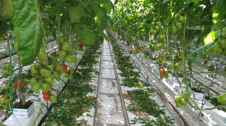 ha lan sang tao tim cach song chung voi giac nuoc