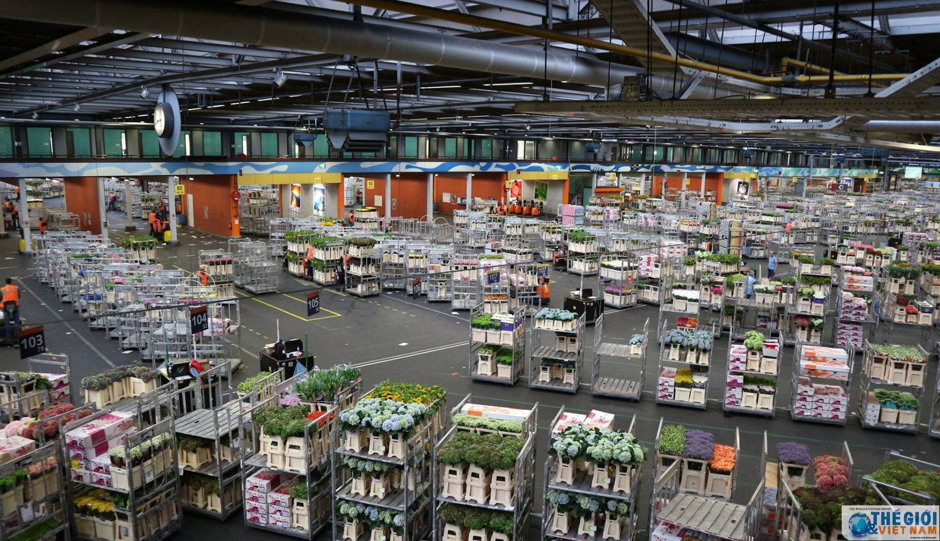 ha lan hang tram trieu bong hoa thiet mang vi covid 19 moi thang