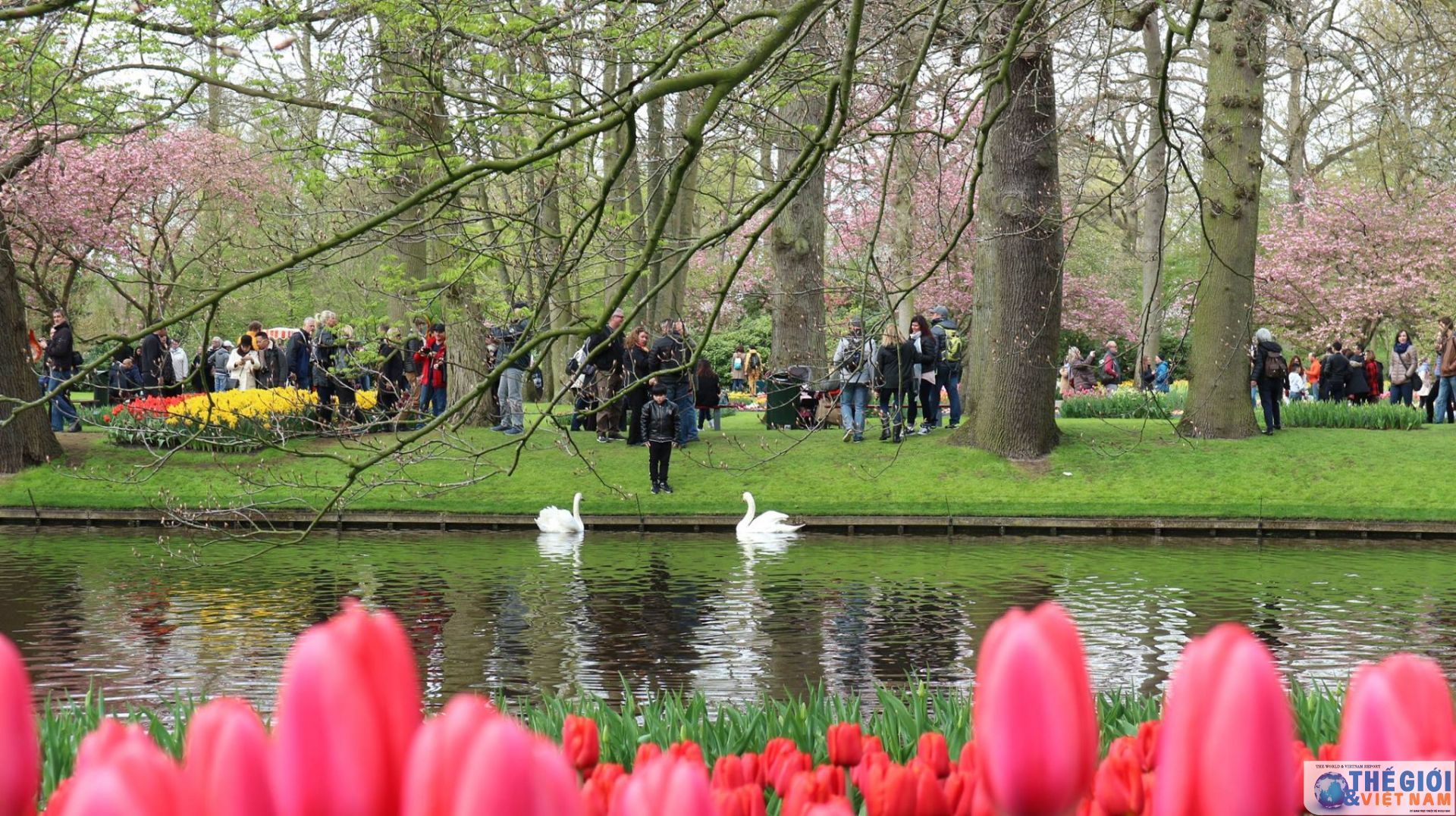 ha lan hang tram trieu bong hoa thiet mang vi covid 19 moi thang