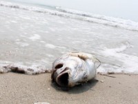 bai bien cua dai la diem du lich re nhat the gioi