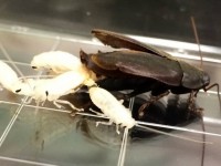 loi the dinh duong cua dau gao