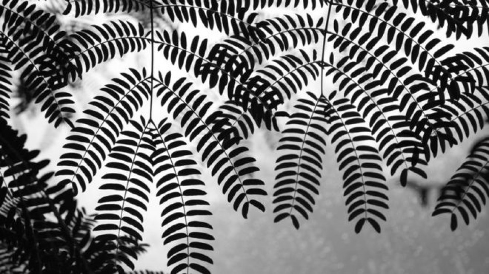 nhung buc anh nguoc sang dac sac