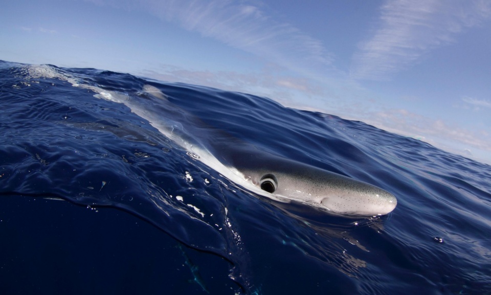 chum anh the gioi dong vat an tuong