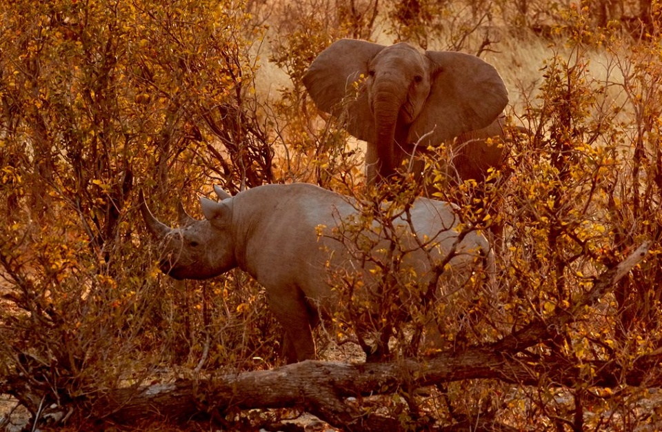 chum anh the gioi dong vat an tuong