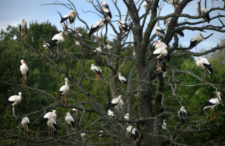 chum anh the gioi dong vat an tuong