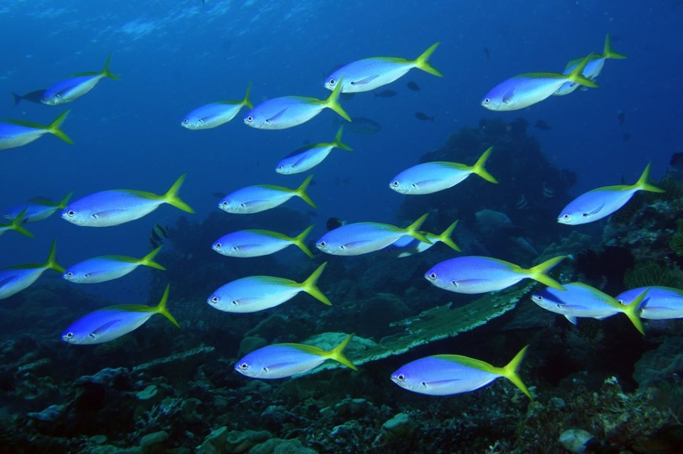 chum anh the gioi dong vat an tuong