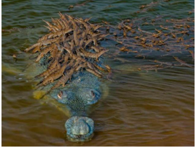 Bà lão gần 70 tuổi thoát chết vì đã đánh bại cá sấu dài hơn 2 mét