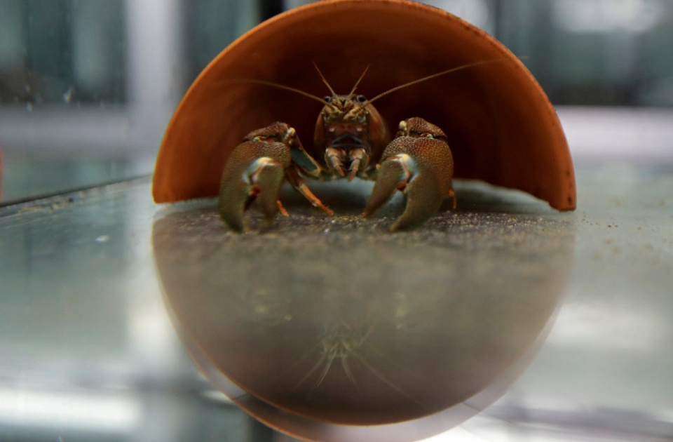 czech su dung tom de kiem soat chat luong nuoc