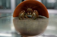 giai phap khac phuc tinh trang cac lo hang thuy san bi nuoc ngoai tra ve