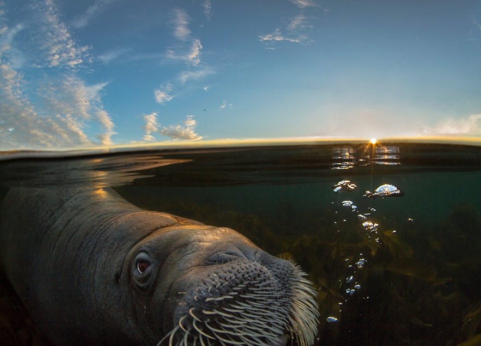 nhung buc anh dat gia ve dong vat