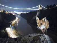 nhung vu cong tuyet dinh cua the gioi dong vat