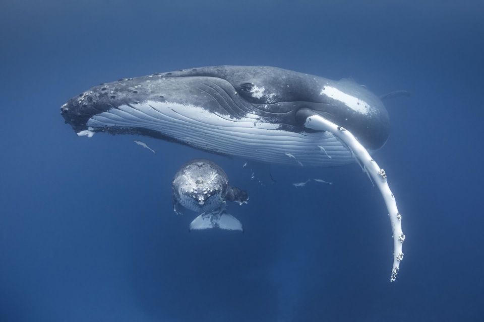 nhung buc anh dat gia ve dong vat