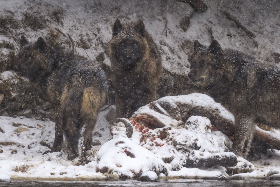 nhung buc anh dat gia ve dong vat