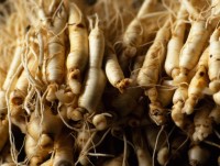 chu cho hy sinh de bao ve be 3 tuoi