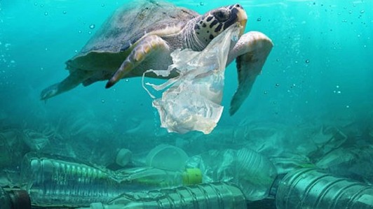 my khoi phuc chung nhan xuat khau tom cho mexico