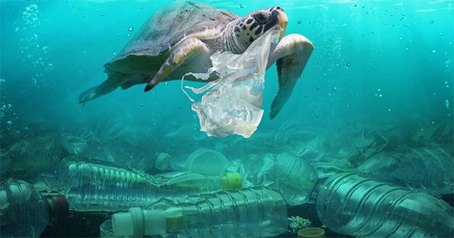 Mỹ: khôi phục chứng nhận xuất khẩu tôm cho Mexico