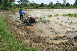 Do đâu, xuất khẩu gạo của Thái Lan dự báo tăng