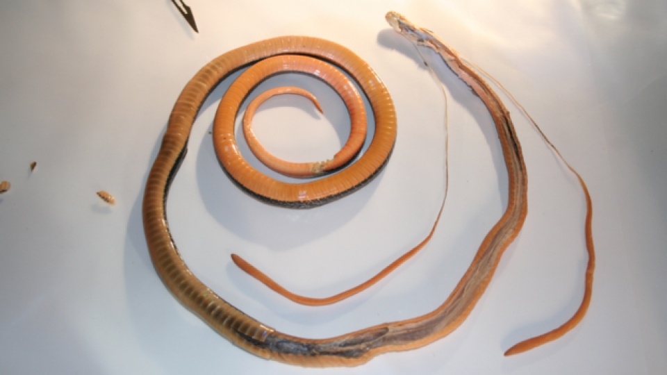 noc ran nguy hiem bac nhat lai co the giam dau