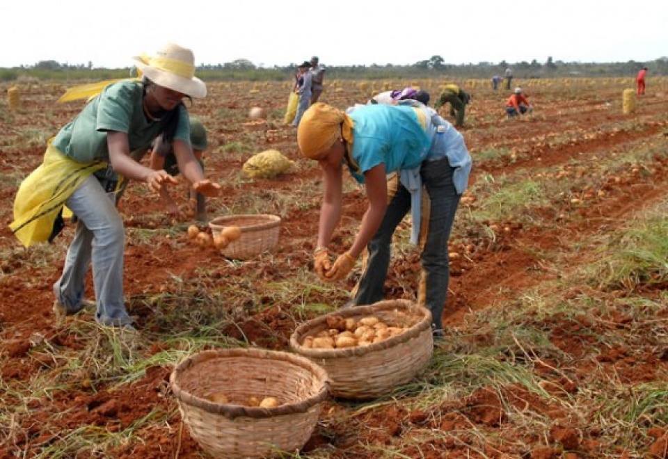 cuba cho phep ho nong dan duoc truc tiep thue lao dong