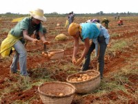 Cuba cho phép hộ nông dân được trực tiếp thuê lao động