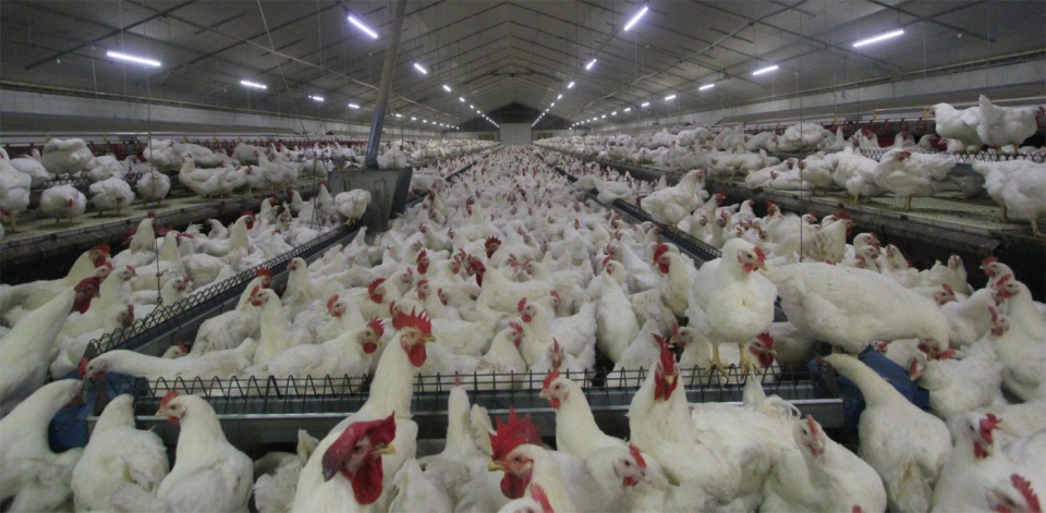 nhat ban tieu huy 210000 gia cam