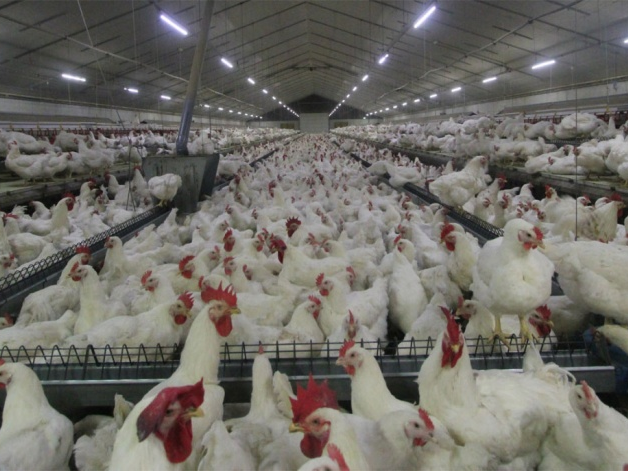 Nhật Bản tiêu hủy 210.000 gia cầm