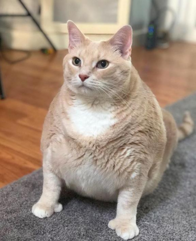 meo ngoai co gay bao mang vi giong het meo hoat hinh garfield