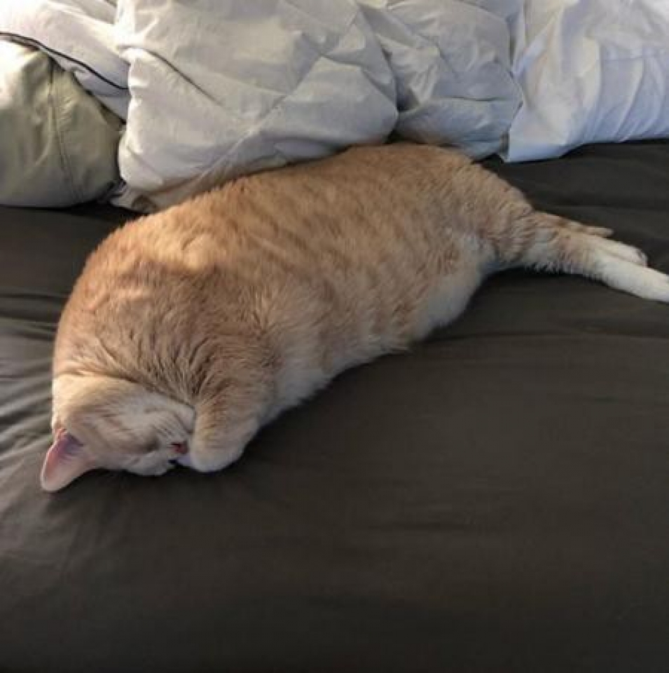 meo ngoai co gay bao mang vi giong het meo hoat hinh garfield